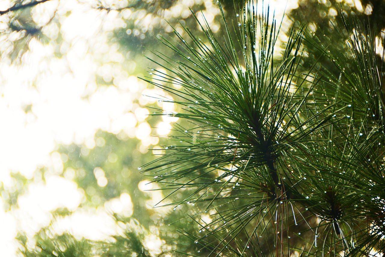 LOW ANGLE VIEW OF COCONUT PALM TREE