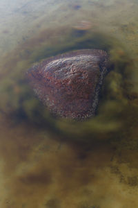 High angle view of water on rock
