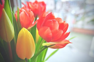 Close-up of flowers blooming outdoors