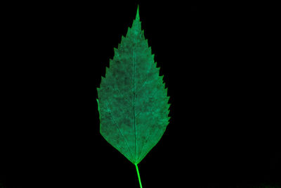 Close-up of green leaves over black background