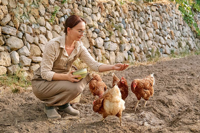 Woman feeding hens in the farm. free-grazing domestic hen in traditional free range poultry farm. 
