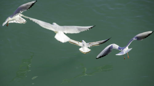 Seagulls flying over lake