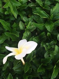 Close-up of white flower blooming outdoors