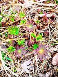 High angle view of succulent plant on field