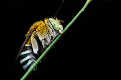 Close-up of insect on flower