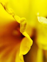 Close-up of yellow flower