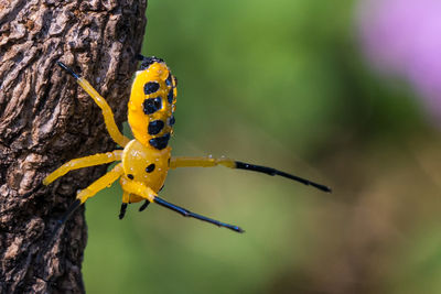 An eight spotted crab spider or platythomisus octomaculatus. eight-spotted crab spiders are yellow