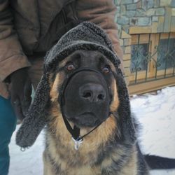 Close-up of dog with man during winter