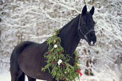 Close-up of horse on flower