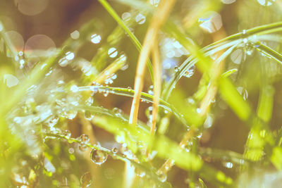 Close-up of wet plants