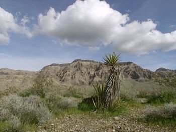 Scenic view of desert against sky