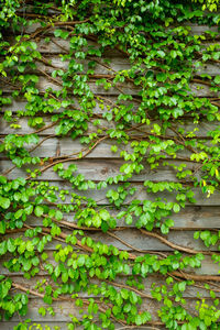 Full frame shot of ivy growing on wood