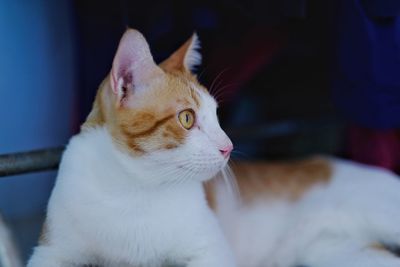 Close-up of a cat looking away