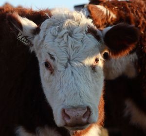 Close-up portrait of sheep