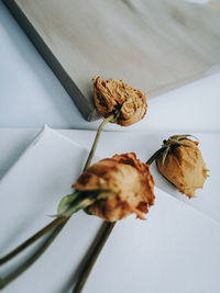 High angle view of dried roses on canvas