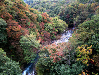 Scenic view of waterfall in forest