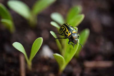 Close-up of insect on plant