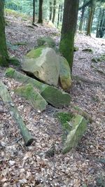 High angle view of moss growing on tree trunk