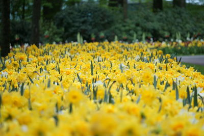 Close-up of yellow flowering plants on field