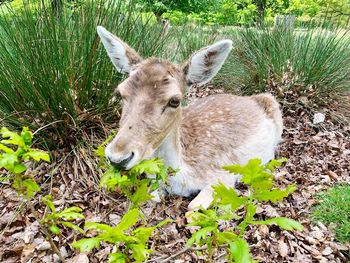 High angle view of deer on field