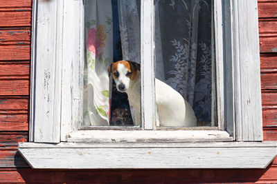 Dog jack russell terrier sits on the window of an old house and looks out into the street