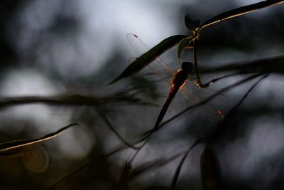 Close-up of plant against blurred background