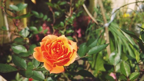 Close-up of rose blooming in garden