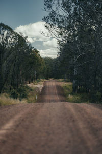 Surface level of road along trees