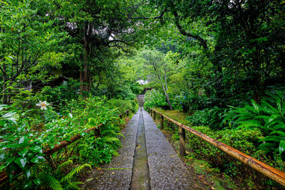 Footpath amidst trees in forest