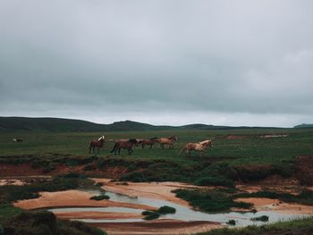 Horses on field against sky