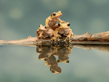 Close-up of frogs sitting on wood in lake
