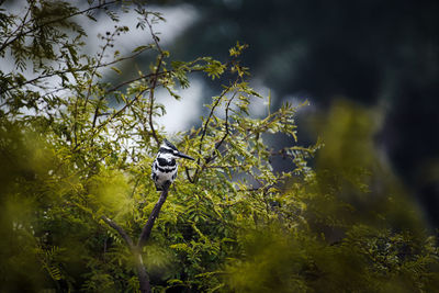 View of pied kingfisher perching in keoladeo national park