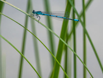 Close-up of dragonfly on blade of grass