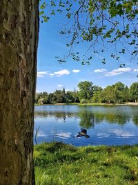 Swan swimming in lake against sky