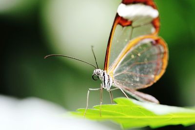 Close-up of butterflie on leaf