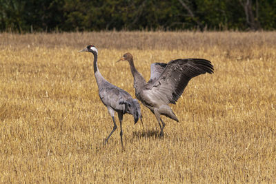 View of birds on field