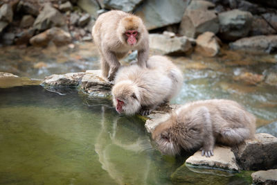 Monkeys in a lake