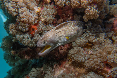 Close-up of fish swimming in sea
