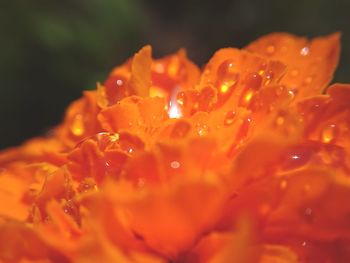 Close-up of wet orange flower blooming outdoors