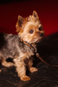 Close-up of yorkshire terrier puppy looking away