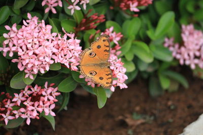 High angle view of butterfly on pink flower