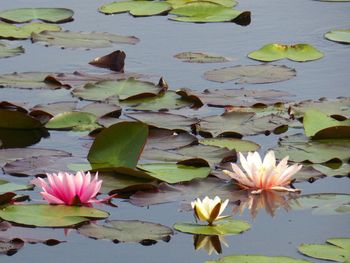 Lotus water lily in pond