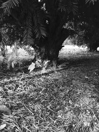 Trees growing on field