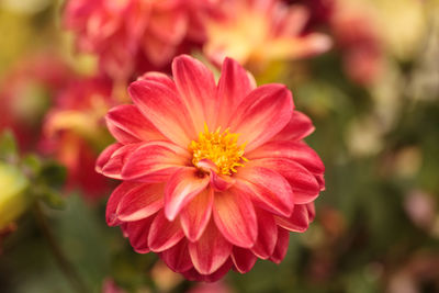 Close-up of pink dahlia flower blooming at park