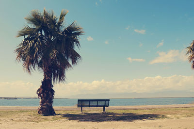 Empty bench by palm tree by sea against sky