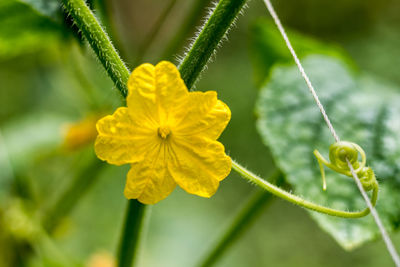 Close-up of yellow flowering plant