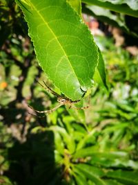 Close-up of insect on leaves