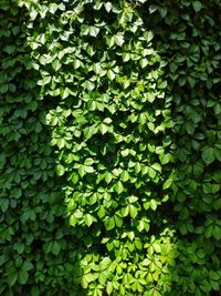 Full frame shot of ivy growing on plant