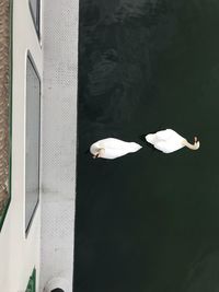 Close-up of white swan perching on lake