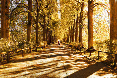 Footpath amidst trees in park during autumn